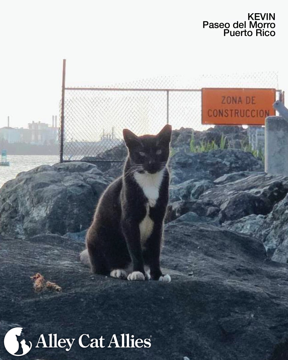 alleycatallies's tweet photo. ‼️UPDATE: Alley Cat Allies Continues to Protect the Cats of the Paseo del Morro and Collaborates with Puerto Rico Leaders‼️

Alley Cat Allies is on the ground in San Juan, Puerto Rico, continuing our fight to protect the community cats of the Paseo del Morro and working with Puerto Rican officials and local organization Save A Gato to expand evidence-based Trap-Neuter-Return (TNR) and strengthen protections for cats throughout the city.

Along with Save A Gato, Alley Cat Allies is caring for the Paseo cats and taking lifesaving action to prevent their lethal removal by the U.S. National Park Service (NPS) following a federal judge's decision. We are pursuing all legal steps to challenge the ruling, which includes gross mischaracterization of TNR—TNR was never on trial—and permitted NPS violations of federal law in developing its removal plan.

At the same time, Alley Cat Allies is partnering with Save A Gato and Puerto Rico leaders, including Congressman Pablo José Hernández, and funding spay and neuter, TNR, and humane education campaigns to make a lasting impact for San Juan’s cats.

We won't back down in our fight for the Paseo cats. Learn more and join us: https://t.co/VWzofT5gdv