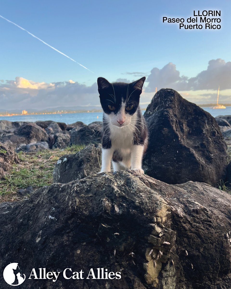alleycatallies's tweet photo. ‼️UPDATE: Alley Cat Allies Continues to Protect the Cats of the Paseo del Morro and Collaborates with Puerto Rico Leaders‼️

Alley Cat Allies is on the ground in San Juan, Puerto Rico, continuing our fight to protect the community cats of the Paseo del Morro and working with Puerto Rican officials and local organization Save A Gato to expand evidence-based Trap-Neuter-Return (TNR) and strengthen protections for cats throughout the city.

Along with Save A Gato, Alley Cat Allies is caring for the Paseo cats and taking lifesaving action to prevent their lethal removal by the U.S. National Park Service (NPS) following a federal judge's decision. We are pursuing all legal steps to challenge the ruling, which includes gross mischaracterization of TNR—TNR was never on trial—and permitted NPS violations of federal law in developing its removal plan.

At the same time, Alley Cat Allies is partnering with Save A Gato and Puerto Rico leaders, including Congressman Pablo José Hernández, and funding spay and neuter, TNR, and humane education campaigns to make a lasting impact for San Juan’s cats.

We won't back down in our fight for the Paseo cats. Learn more and join us: https://t.co/VWzofT5gdv