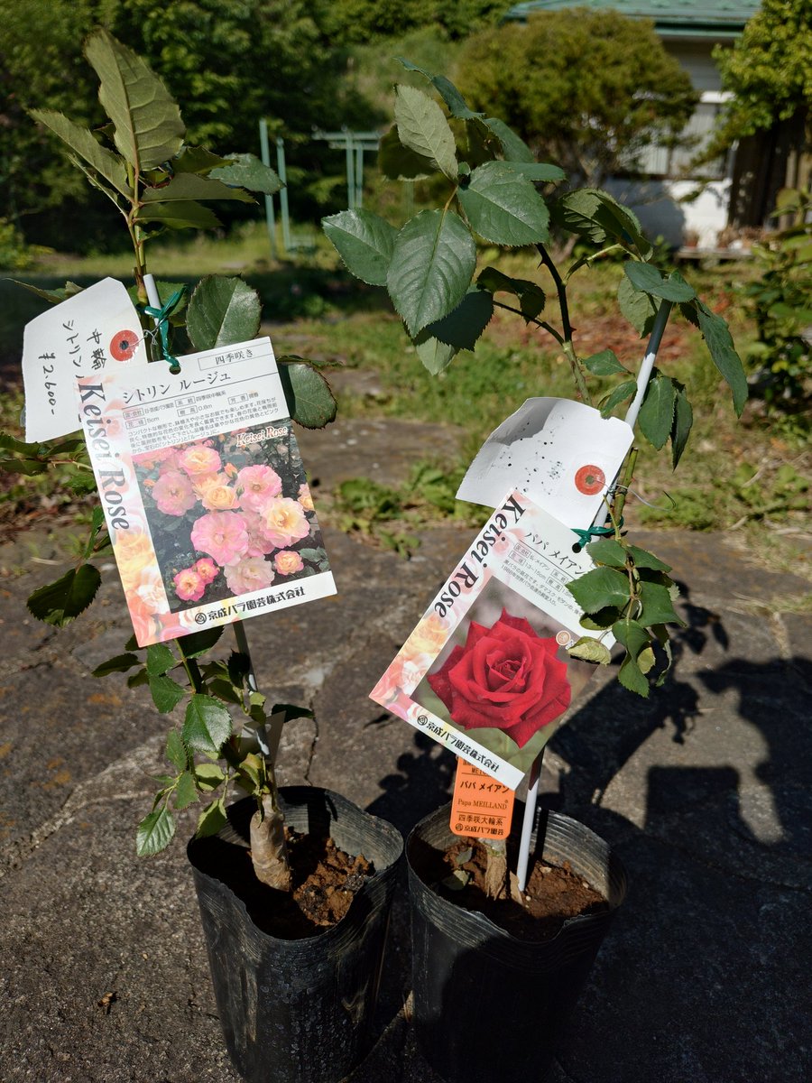 本日もバラは綺麗に咲いてるわ✨ 昨日バラ園で買ったバラちゃん植え