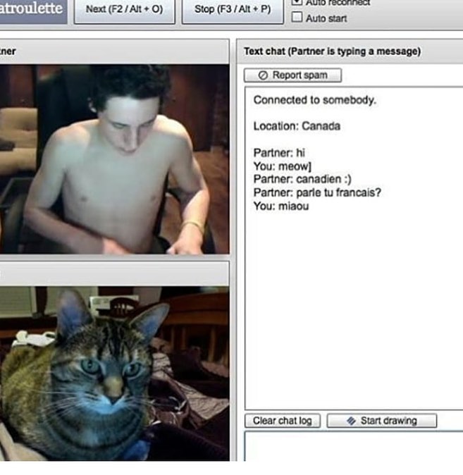 Punch Cat tweet media