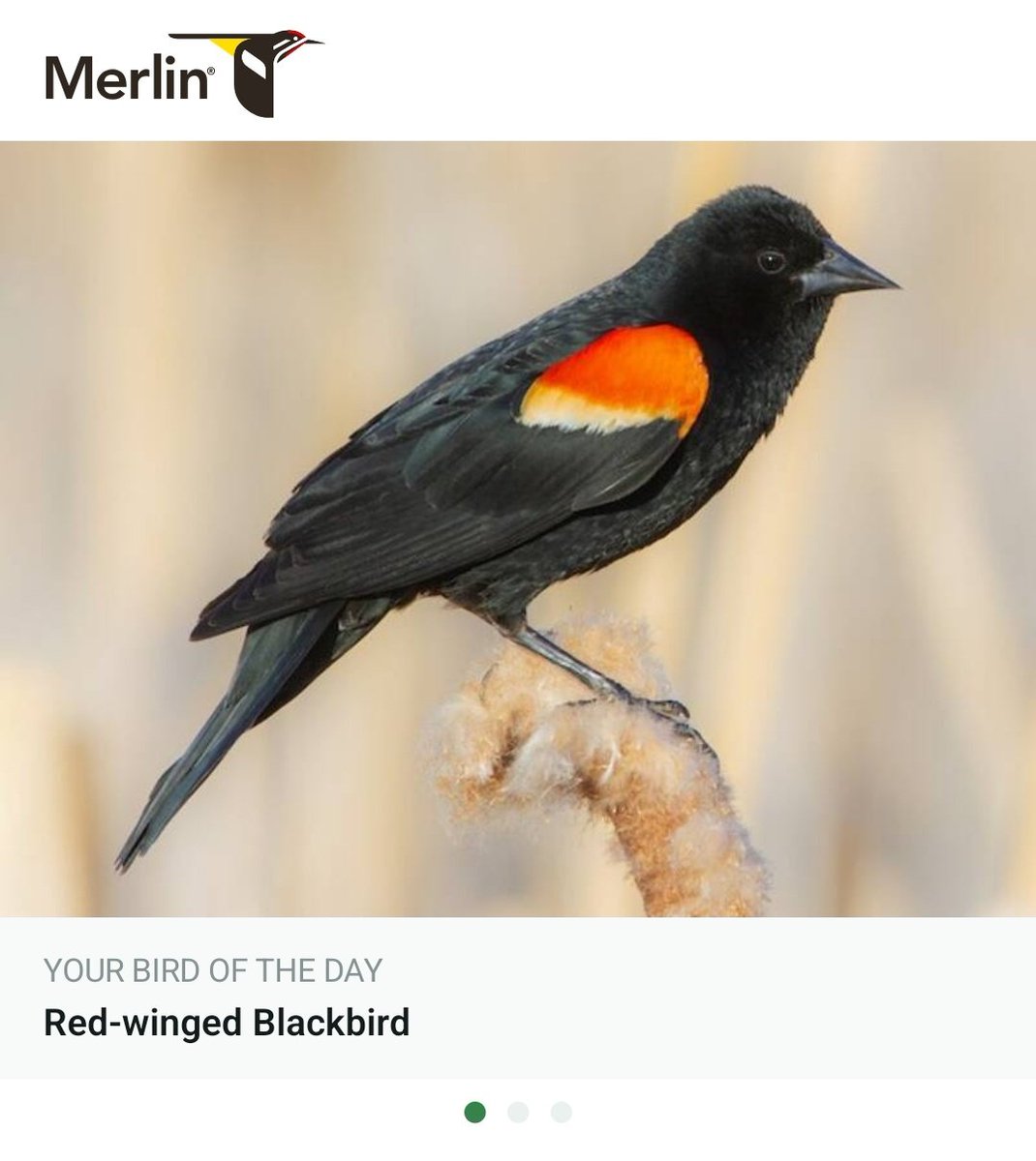 🐦~Leslie/Celestine/Ocellus/June/Rezi♋️ tweet media