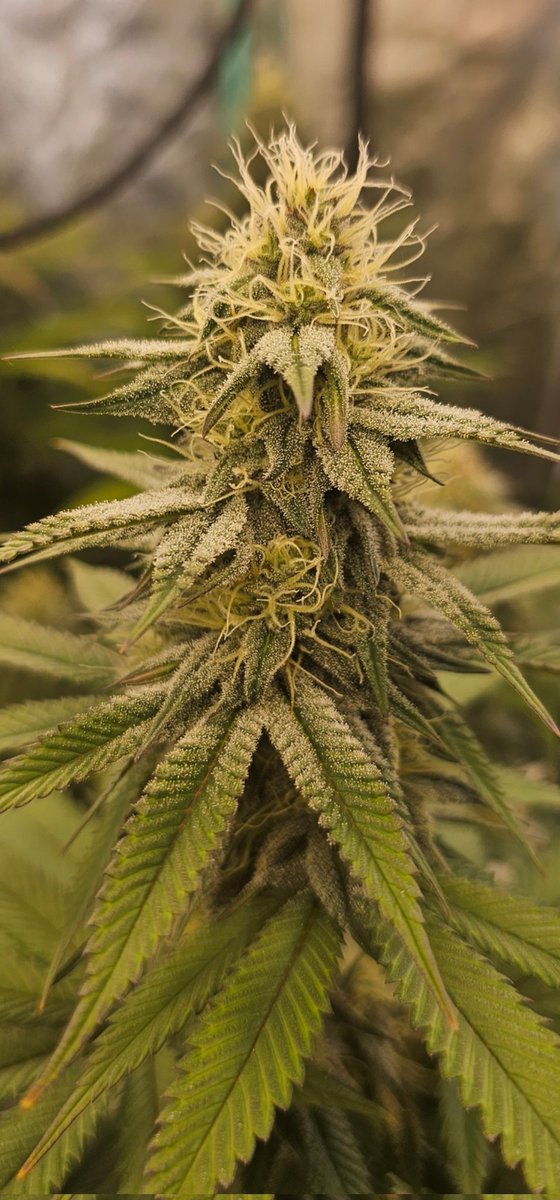 PrimetimeBuds's tweet photo. Lemon Amnesia! Hey Girl! https://t.co/VOtC5Ab9i5