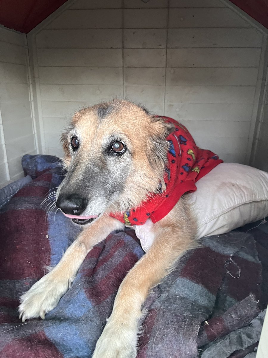 carolinapinoc's tweet photo. Chicos compre 3 capitas para probar x Mercado Libre a $9890 XL y anduvieron bien!! Gracias si alguien se quiere sumar!  ❤️🐾 https://t.co/s2b58Tlbhm
