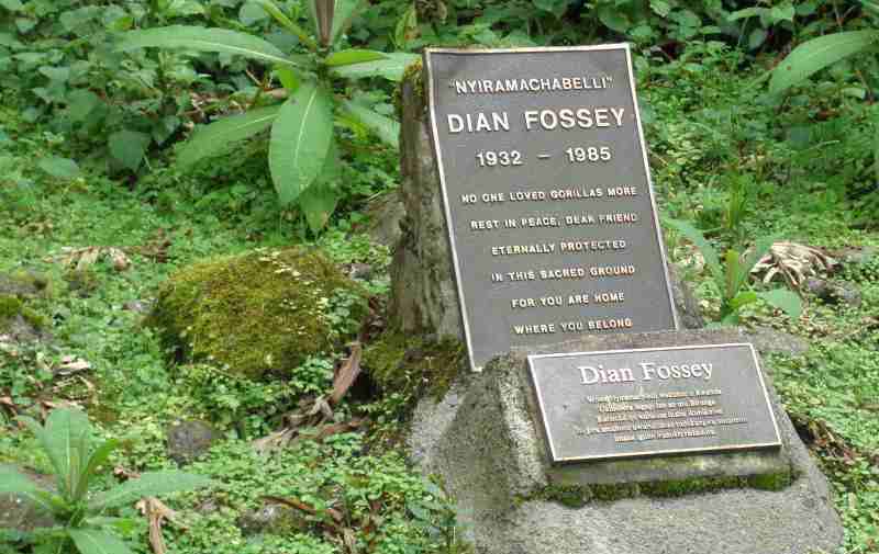marambo007's tweet photo. @l_insubmersible @AfrikaImara @Nath_Yamb Diana fossey à passer 18 ans à étudier les gorilles volé au Congo depuis 1967 ??? elle à meme été tué à la machete par les génocidaires (que vous admirez trop) au Rwanda en 1985 https://t.co/h6W4DoDPNm