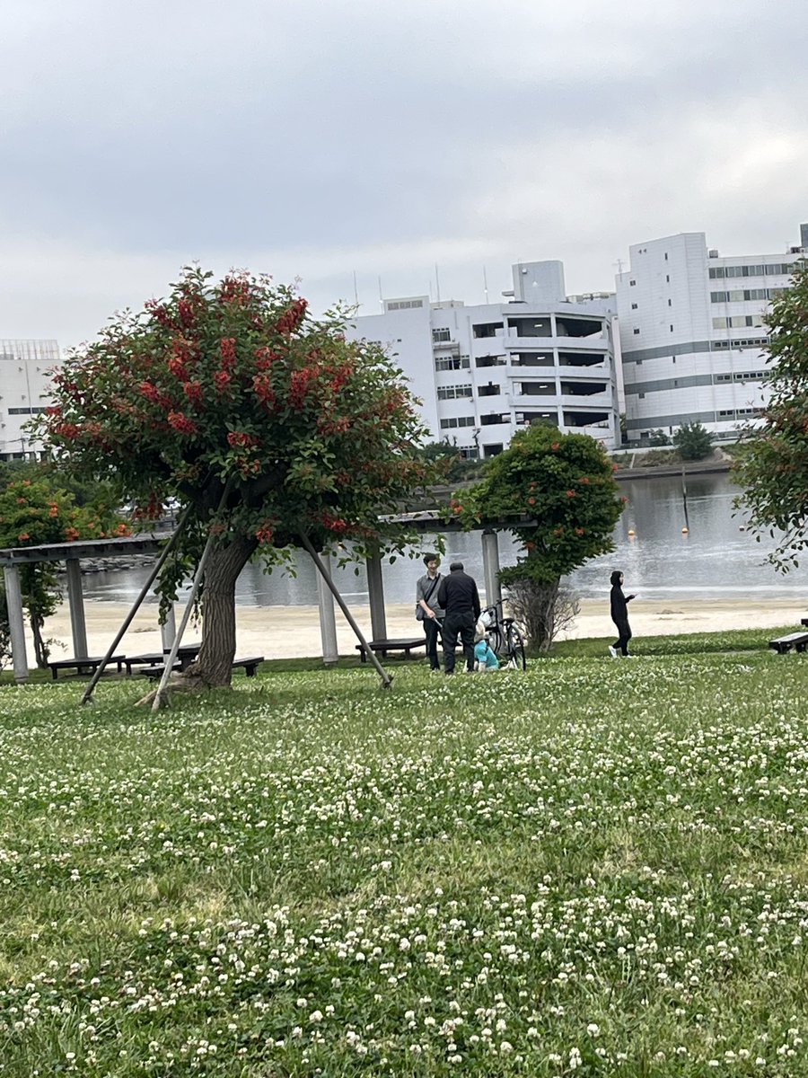 Junko_Freeworld's tweet photo. おはようございます！
2026年5月31日 日曜日  曇り空☁️〜☀️
今日で5月も終わります♪明日から6月で
鬱陶しい梅雨の時期にはいりますね🌂
曇り空で涼しい朝でウォーキング🏃‍♀️に飛び出しましたぁ〜😊日曜日のせいか、ワンちゃん🐶のお散歩やウォーキング🏃‍♀️の人がいつもより多いです☆彡良い日曜日を💫 https://t.co/yu55hGegex