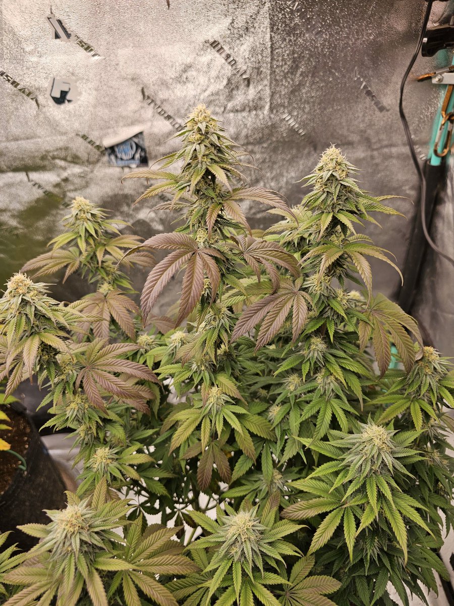 PrimetimeBuds's tweet photo. My old trusted friend, Acapulco Gold! https://t.co/JnWO8oH4rz