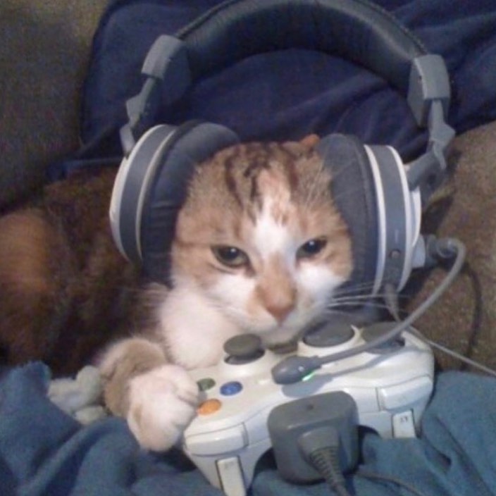 PunchingCat tweet picture