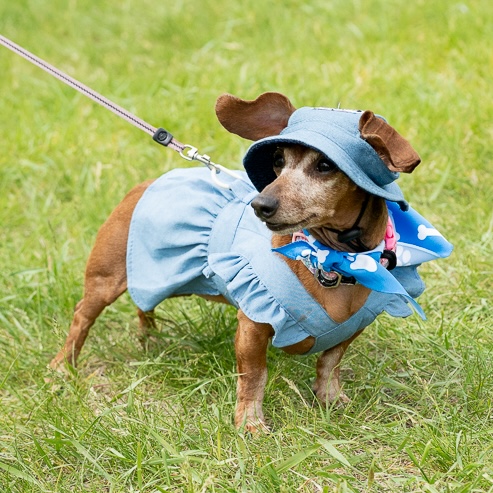 CalgaryHumane's tweet photo. Dog Jog presented by Homes is officially just one week away... Better start stretching now 😉.

Join us on June 6th for our family and fido friendly festival! Want to support Dog Jog before then? Donate on our website!
https://t.co/lzp6Ee49al

#YYCEvents #Calgary #Dogs https://t.co/S6JYOuzwVU