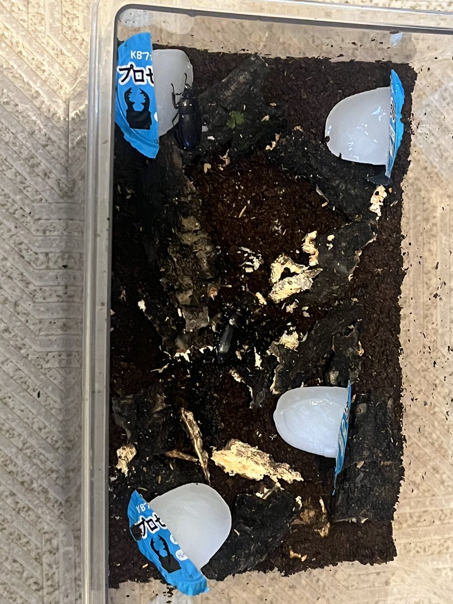 tmtk86's tweet photo. 試し割
潜航してる様子が全然ないノコメスちゃん。マット固詰が過ぎた？
最近の？1卵確保🥚
コバエが沸いてて💦それも嫌った？
新しく真ん中に材を斜め入れでセット✨

ヒラタメスちゃんは羽化する力無かったね😭羽も茶色く固まってきた…
#ノコギリ　#ヒラタ　#クワガタ　#産卵セット　#蛹化不全 https://t.co/FPQF7AONqx