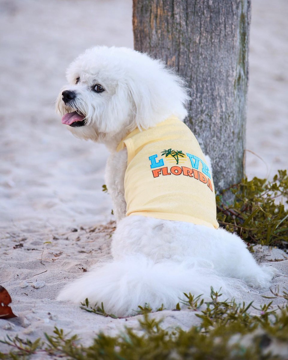 ThisIsHTAS's tweet photo. Brighten walks with our lightweight yellow pet shirt in size L—relaxed fit, breathable fabric to keep pups cool on warm days. Easy to slip on and secure for quick mornings, park trips, beach days, or casual photos. Comfort meets city style. https://t.co/46caNOK4iF https://t.co/D2F2ucXh60