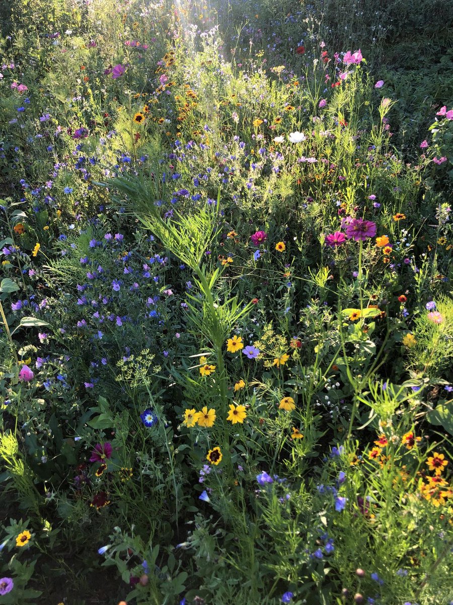 naturehealyou's tweet photo. wildflowers https://t.co/SjPksXmiTB
