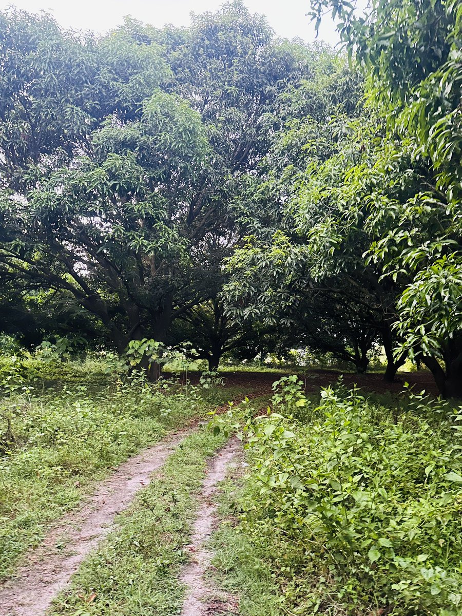 TheRealChannel5's tweet photo. Morning Walk and Jog
Babo Pangulo to Jalung Porac Pampanga
#alterpampanga https://t.co/Kfp4ny98SP