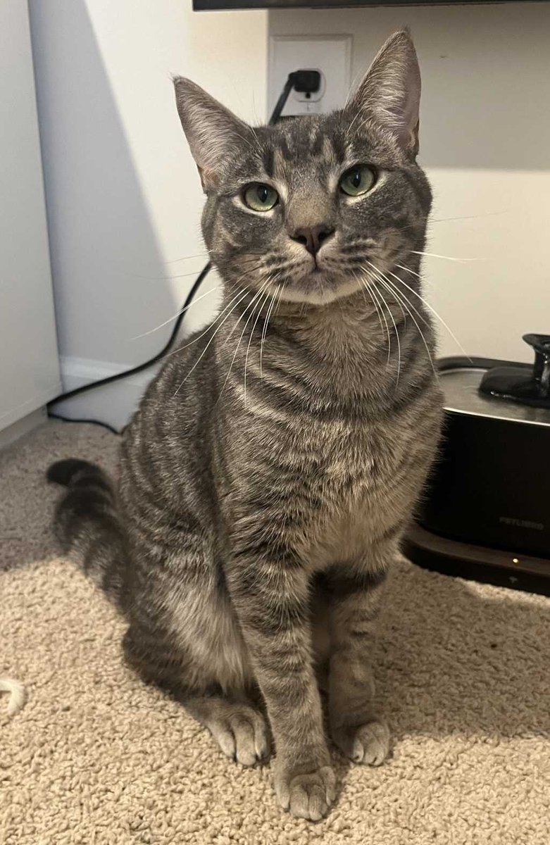 FriendsWCAC's tweet photo. Unlike the infamous outlaw, this Pretty Boy Floyd isn't stealing banks anymore - these days, the only thing he steals is hearts. If you're interested in Floyd, please reach out to CarlyFosterWCAC@gmail.com. https://t.co/A7iKVNlwmo