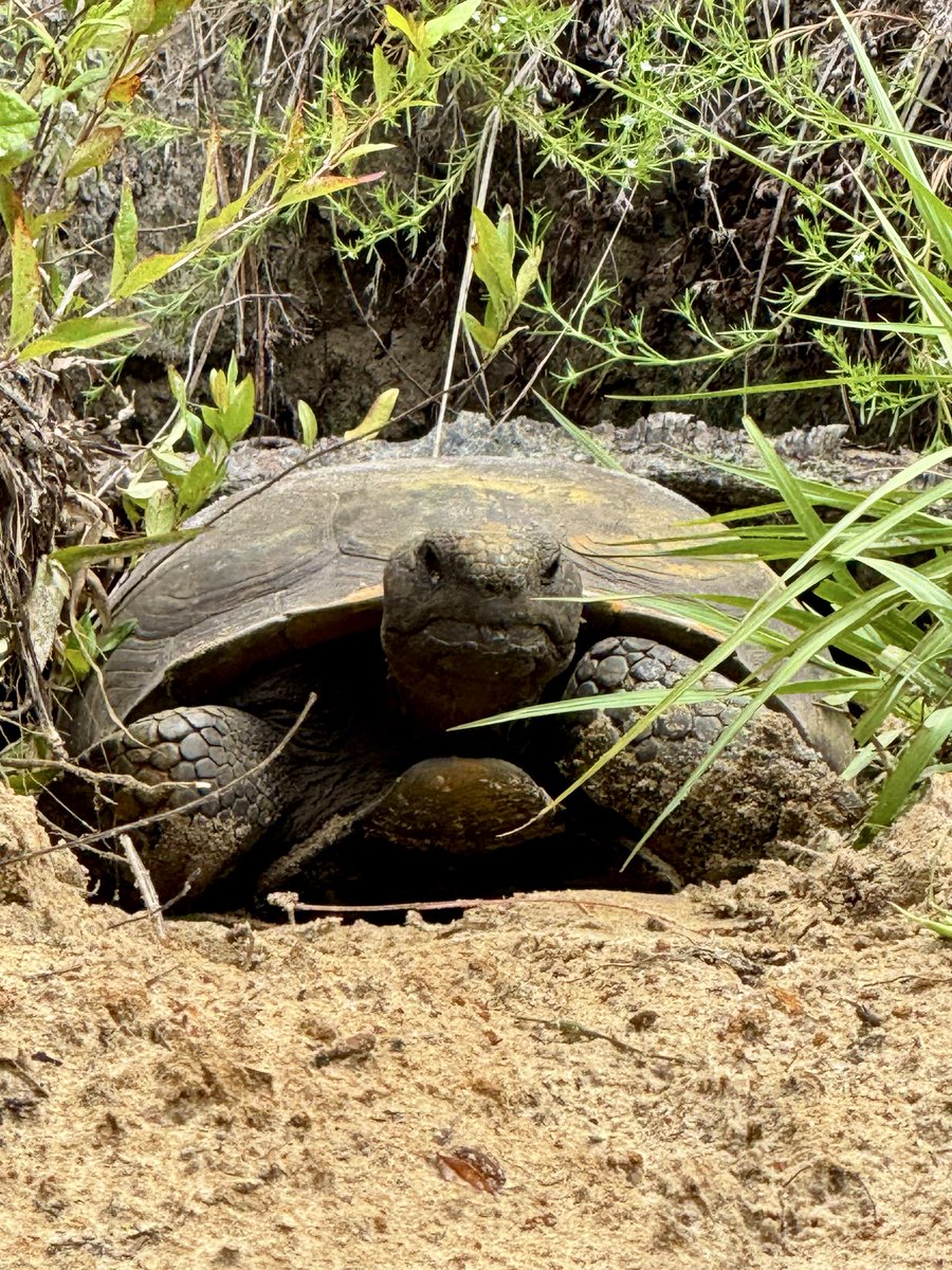 dolbyl's tweet photo. Took a 9-mile stroll to a place called The Ditch of Doom today and again, lots to see including a small waterfall🙂. #optoutside #getoutside #lovefl #nature #naturephotography #floridatrails #hikefl https://t.co/Uo9b7zVy8d