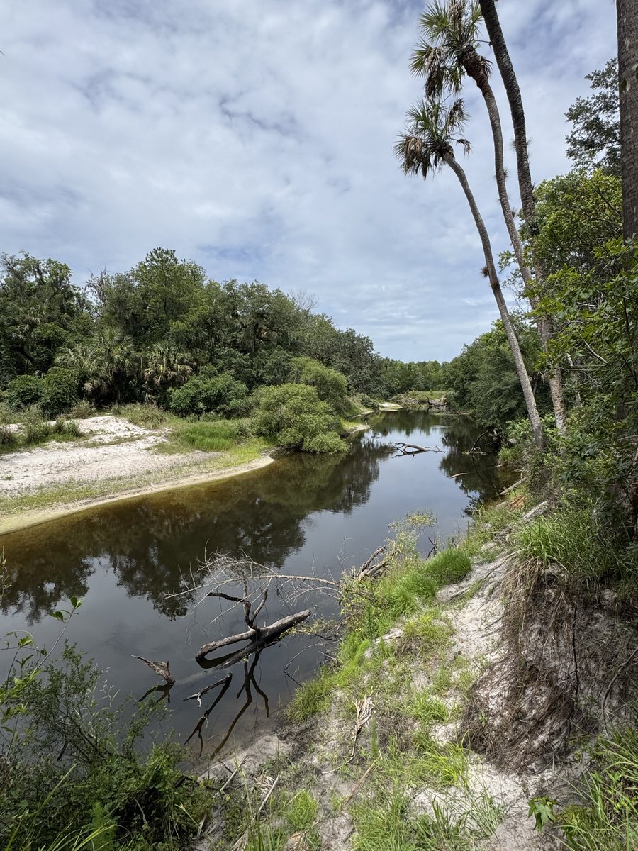 dolbyl's tweet photo. Took a 9-mile stroll to a place called The Ditch of Doom today and again, lots to see including a small waterfall🙂. #optoutside #getoutside #lovefl #nature #naturephotography #floridatrails #hikefl https://t.co/Uo9b7zVy8d