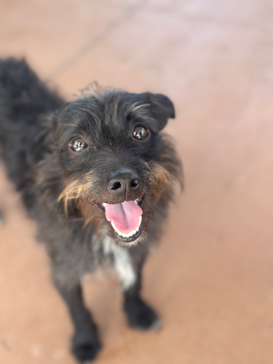 pupgradeapp's tweet photo. Cosmo's decided to jump on the pupgrade train! hope the rides not to ruff🚂🐾
#puplife #pupgrade #dog https://t.co/qL5xkFwvdI