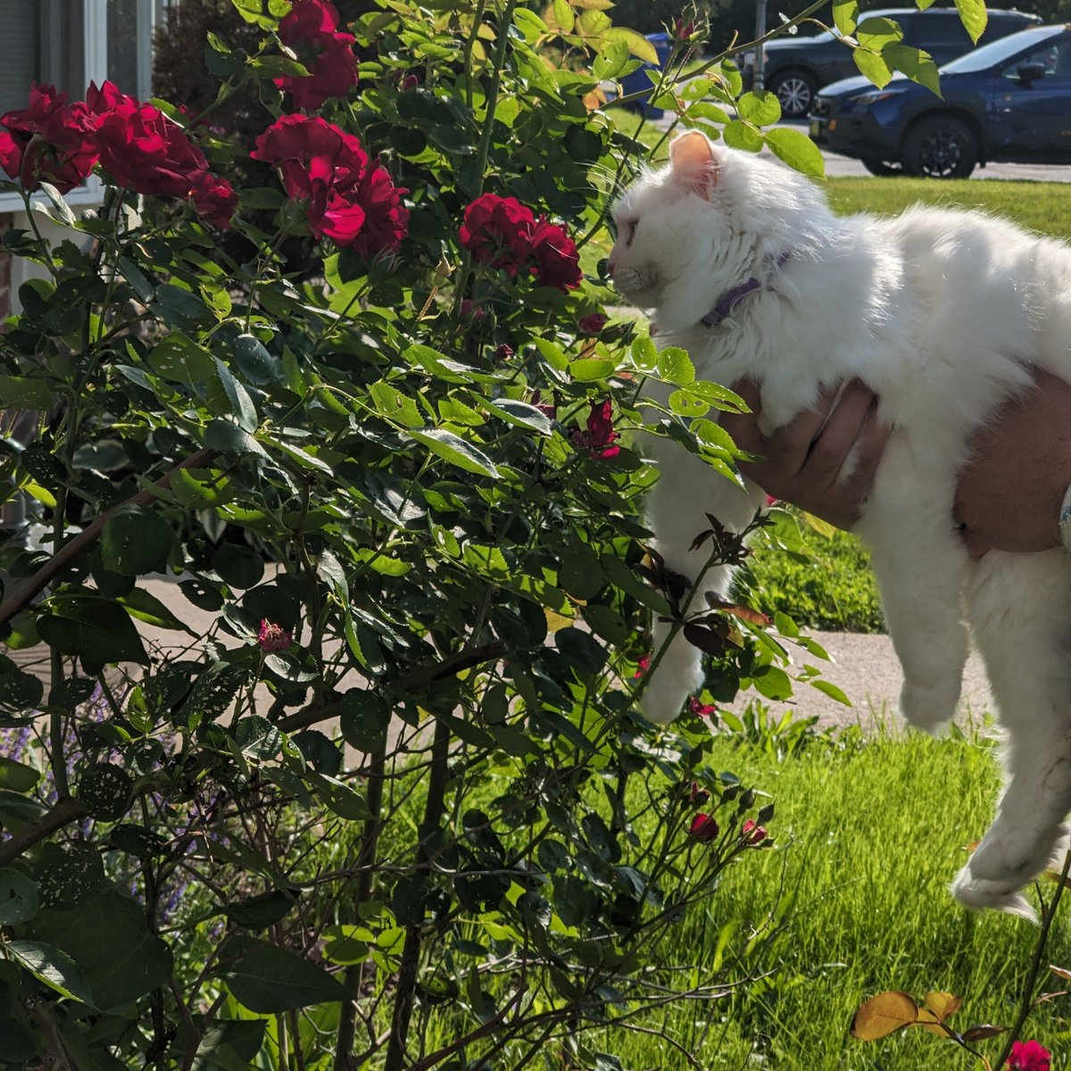 Samiamessina's tweet photo. Happy Caturday! Don't forget to stop and smell the roses. https://t.co/WOnyJsYSPj