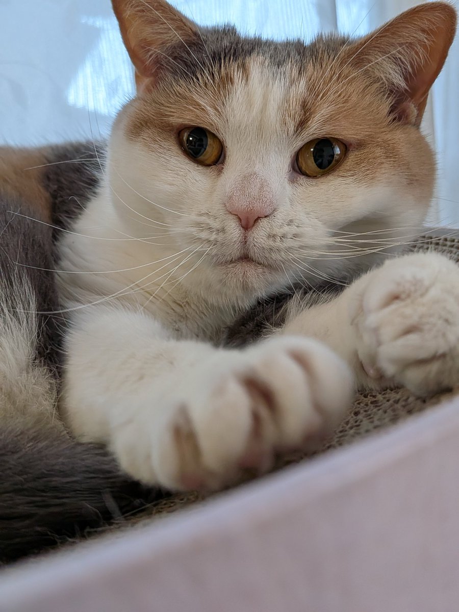 猫のいる暮らし