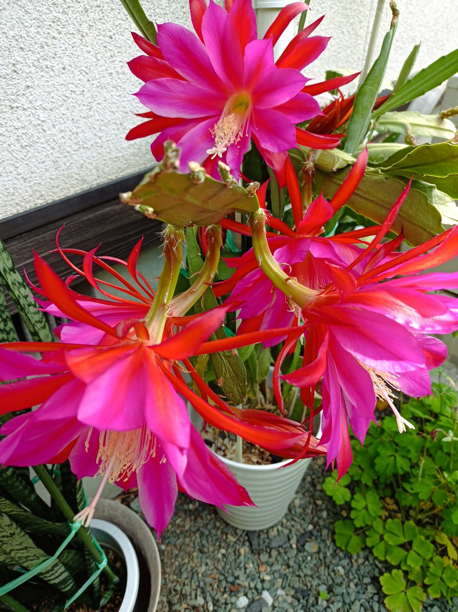 孔雀サボテン #クジャクサボテン 一日だけ花が咲くのだそうです