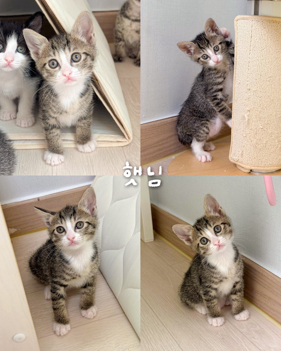 nugabanunu's tweet photo. 다른 아이들은 입양처 확정인데 햇님이만 가족이 없어요🥹
완벽 대칭에 야무지게 신은 양말! 
지치지 않는 체력! 

가족만 있으면 됨 !
📍햇님/여/4.10일생
📍 입양문의 DM https://t.co/Ra7qK3TmSG