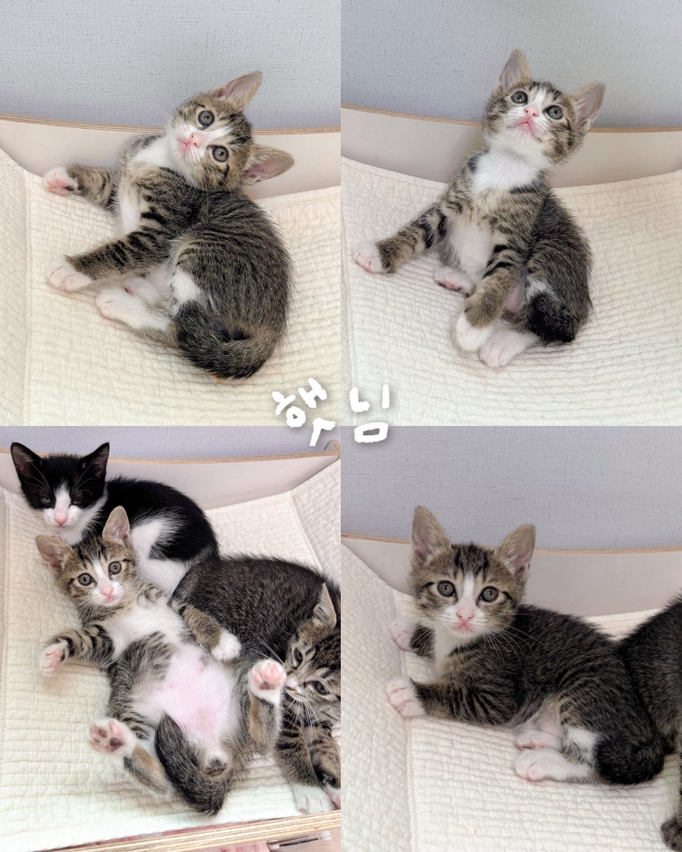 nugabanunu's tweet photo. 다른 아이들은 입양처 확정인데 햇님이만 가족이 없어요🥹
완벽 대칭에 야무지게 신은 양말! 
지치지 않는 체력! 

가족만 있으면 됨 !
📍햇님/여/4.10일생
📍 입양문의 DM https://t.co/Ra7qK3TmSG