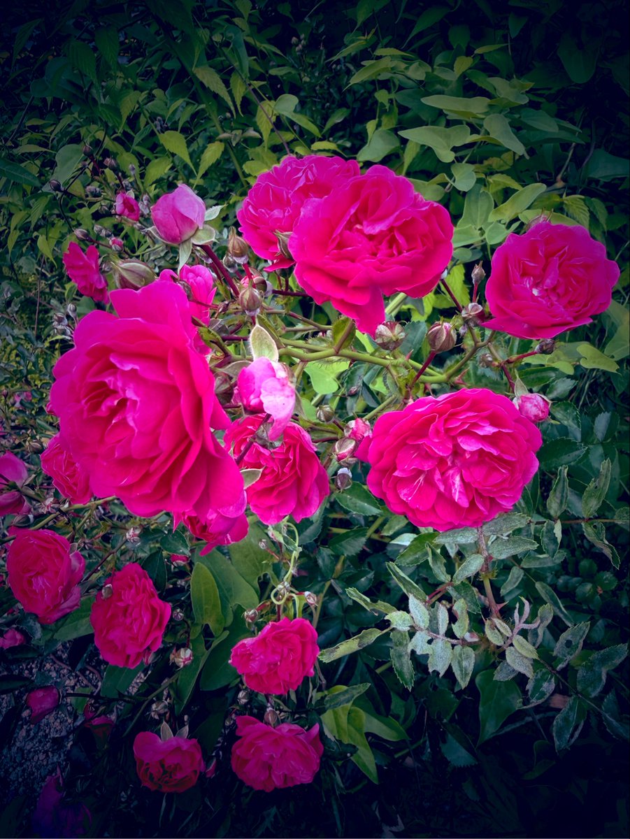 自、 庭、 の、 薔、 薇、 7:77༺❤︎༻∞ 最幸に酔き日曜日を。