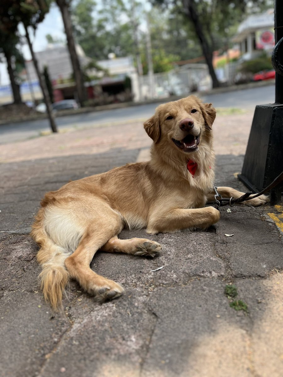 𝙷𝚎𝚕𝚊 𝙼𝚘𝚛𝚎 🐶 tweet media
