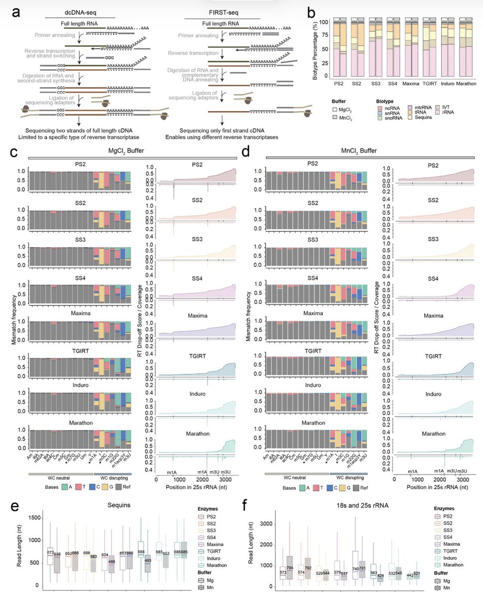 razoralign's tweet photo. FIRST-seq: a nanopore-based cDNA sequencing platform for RNA modification and structure profiling https://t.co/wBJssxUib5 https://t.co/KdEYYnEz1l