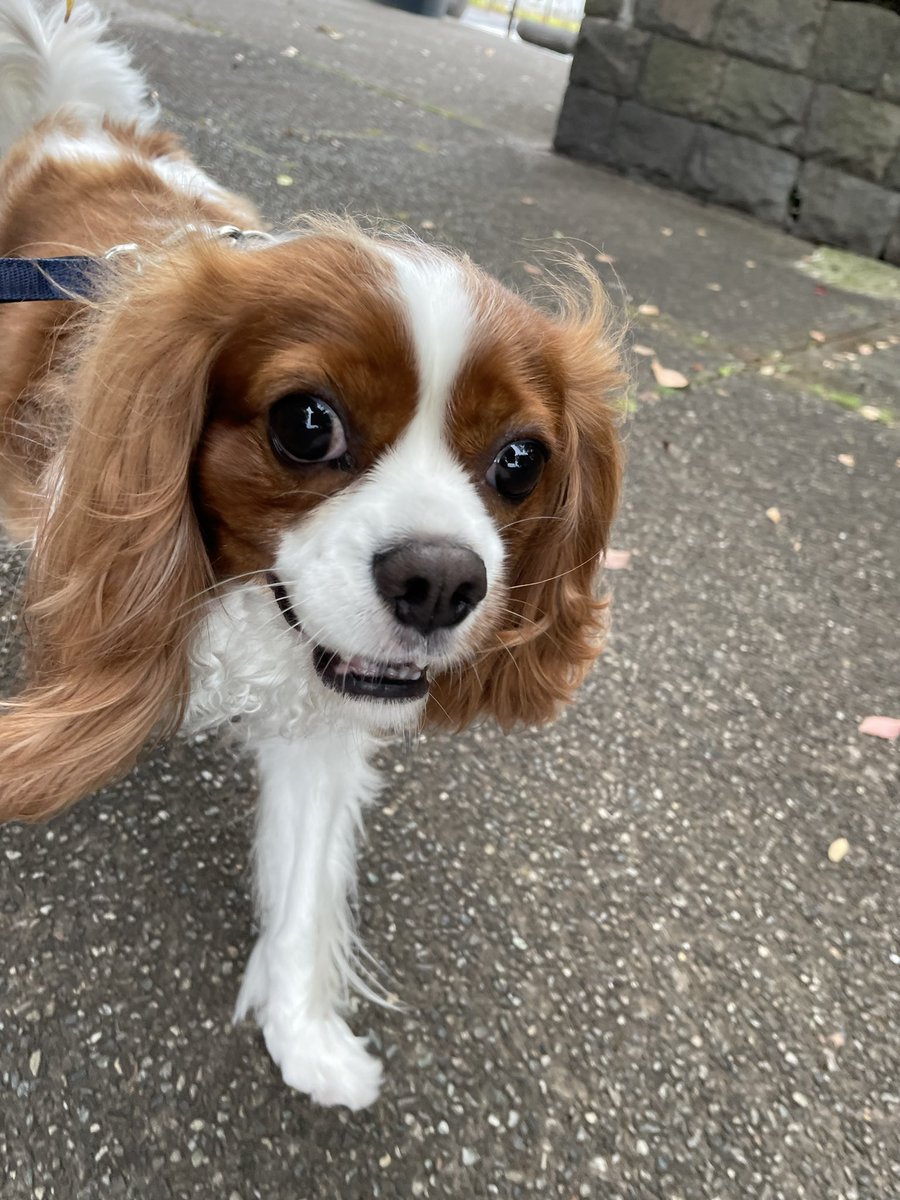 ckcsL's tweet photo. ﾆｼｬ…からのﾌｫﾝ!
#いつもの撮影風景
#曇ってるので飼い主の影写らなくてヨシ https://t.co/1I5fkExrCh