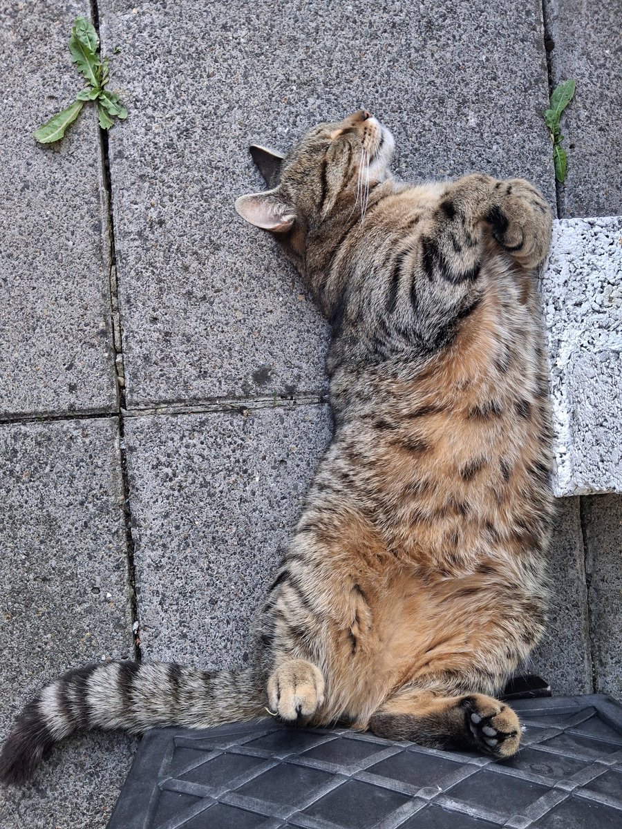 Begs's tweet photo. @fugitiveink @dEEN1cKers0n Our sunbathing cat.. https://t.co/8bkbCV9fqp