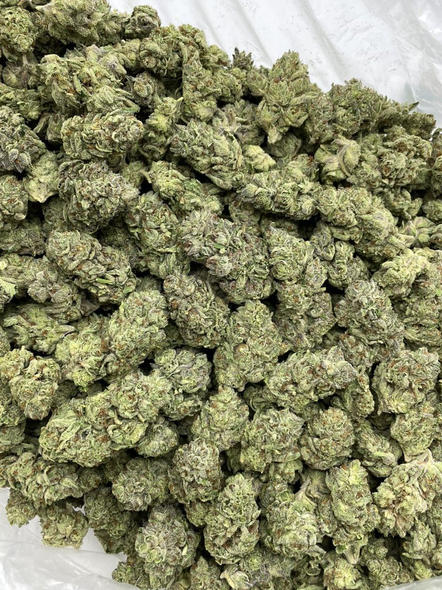 PureLeafHQ's tweet photo. London Pound Cake deps 🇬🇧🍰 

Sticky LPC’s with a classic nose 🔥 super frosty bright green buds with hints of color https://t.co/4DUMXJMdU5