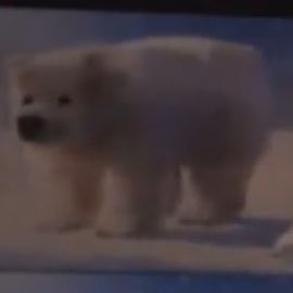 DiscussingFilm's tweet photo. First look at Polar Bears in ‘MINECRAFT 2’.

In theaters on July 23, 2027. https://t.co/NMD34f6Q7F