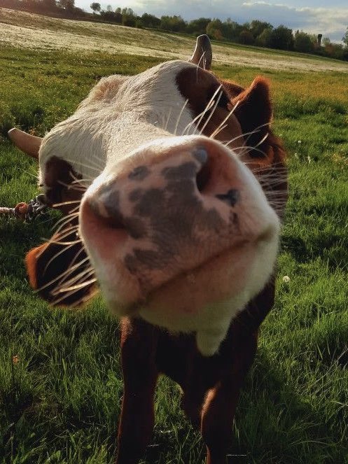 jack wolfe as cows tweet media