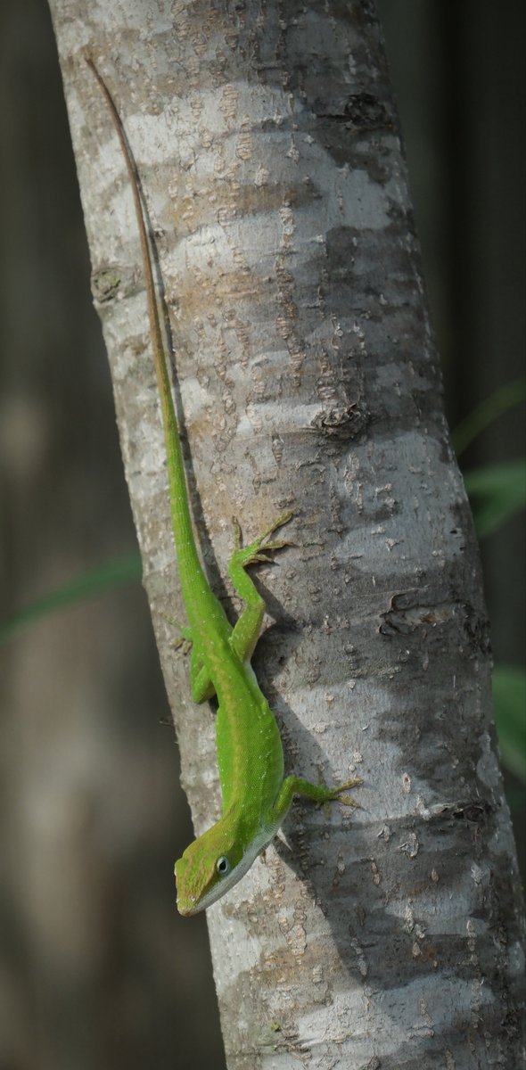 Finstad_Photo's tweet photo. 3 years ago we planted some Apple trees, they have settled nicely and helped make some new homes 🏡 😊

Green Anole (Anolis carolinensis) 🦎

Taken with:
Fujifilm XT-5
XF 18-135mm F3.5-5.6 R LM OIS WR

#GreenAnole #Lizard #LizardPhotography #Photography #Fujifilm #PhotographyOnX https://t.co/mT0z1mBrIY