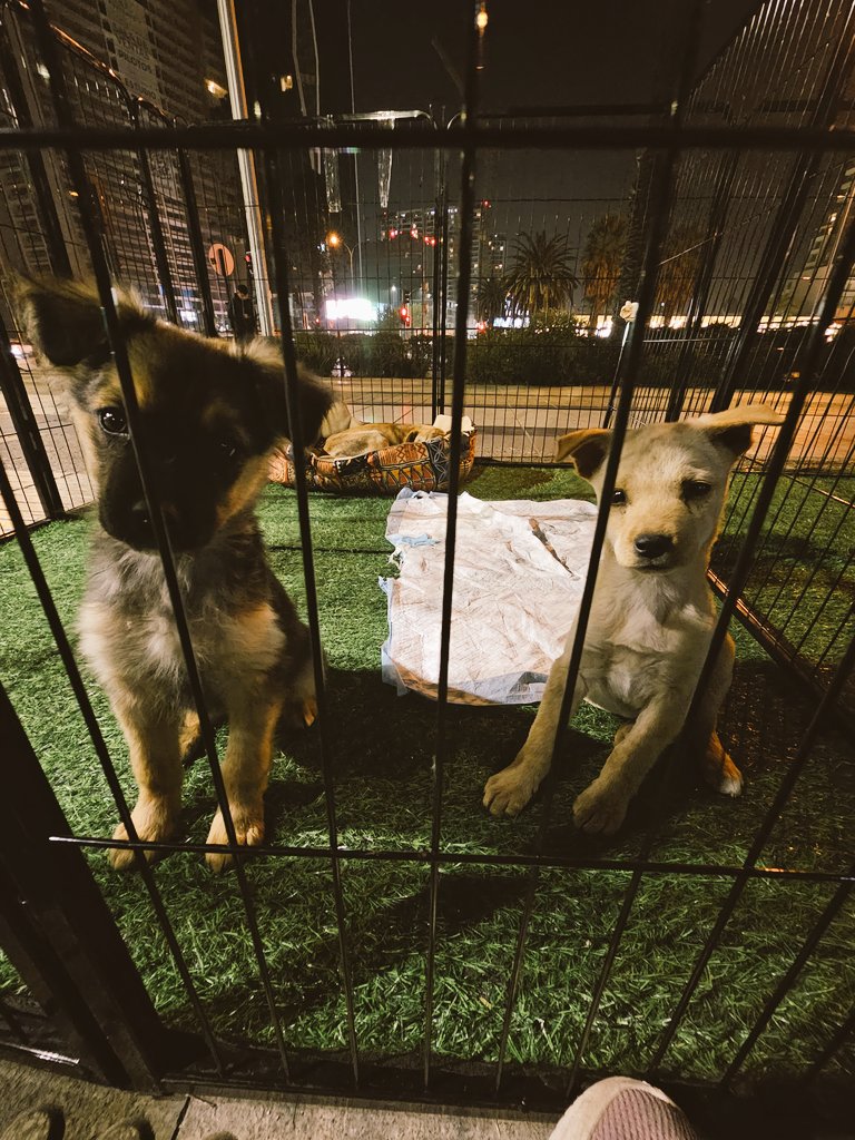 sol_palacios_m's tweet photo. Ya nos vamos, nadie nos quizo adoptar🥺 y debemos volver a lampa para venir mañana, por favor nos ayudan a poder pagar traslado para irnos y venir mañana🥺🙏nos faltan 20.000 para hoy y 40.000 para mañana 
SOLANGE PALACIOS
17376209-7
Banco Estado
Cuenta Corriente
52100332027 https://t.co/6W6ejVDGuL