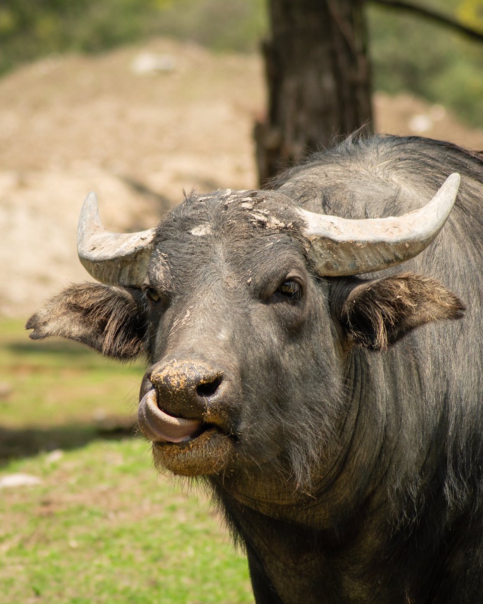 AfricamSafari's tweet photo. ¿Aún no tienes plan para este fin de semana?🤔
La aventura, la diversión y la naturaleza te esperan en Africam.🦒🐘
Recorre increíbles hábitats, descubre los detalles y curiosidades de cada animal. 💚
🎟️ Compra tus boletos en taquilla o en línea. 🤩 https://t.co/zUJCGskF6C