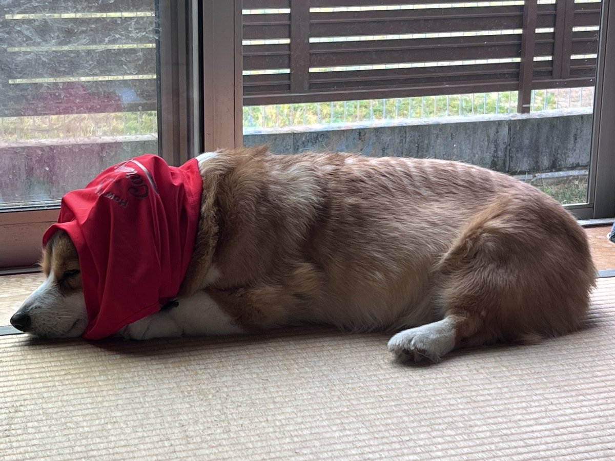 AK49_S660's tweet photo. 赤ずきん君
#corgi #コーギー https://t.co/kTKQoaCNmj