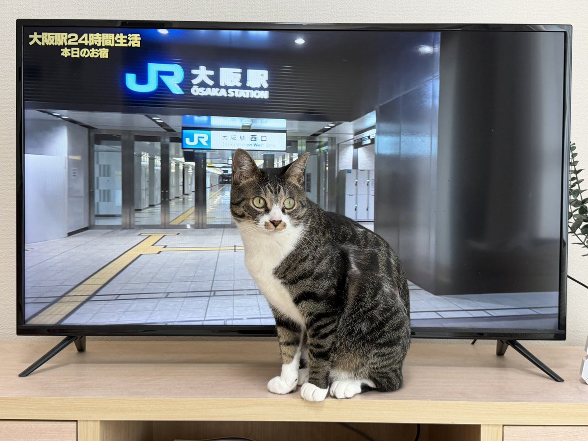 獅子 (@Shizi44) / Posts / X