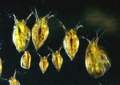 bythostic's tweet photo. BOO water flea attack https://t.co/U1AZriRGyM