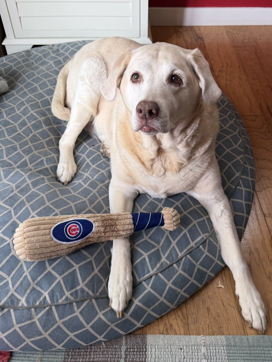 DougKap's tweet photo. Little #saturday #baseball @Cubs - #Cards on @MLBONFOX - Emmy’s 🐶 11th Bday #GoCubsGo @CubsBaseball1 @CubsZone @ChiSportsBums @CubsInsider @Taylor_McGregor @Dempster46 @MLB @ARizzo44 @CHGO_Cubs @BallparkDogs #DieHardCubsFan https://t.co/1b4Z5V9CWa