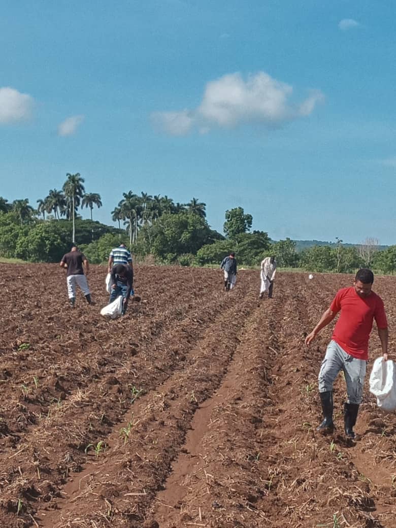 CubaRonSA's tweet photo. Nuestro colectivo de trabajadores  fue la primera empresa del #MINAL en comenzar con labores de trabajo productivo y voluntario al llamado. Un paso firme en la contribución a la producción de alimentos para nuestra gran familia del sector empresarial.

#minal #cubaron https://t.co/AF5sXfam8L