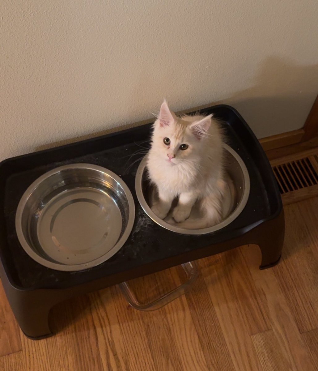 KatDestination's tweet photo. I am ugly crying and snotting right now MY BABY GOT SO BIG 😭😭😭 https://t.co/opb3T7s9lD