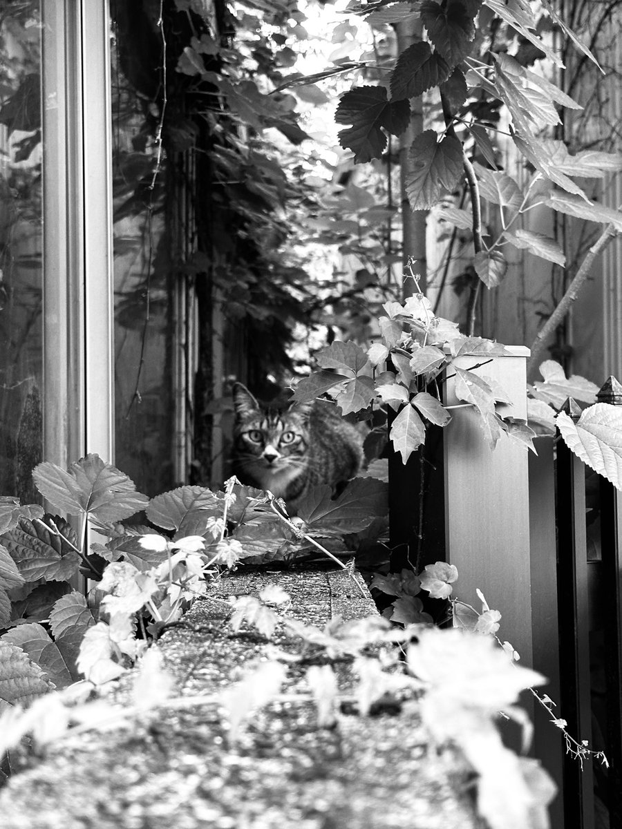HiroTakeuchi's tweet photo. Black and gray photo.

#blackandgrayphoto
#monochromephoto
#abandonedvendingmachine
#abandonedhouse
#window
#milkreceivingbox
#milkbox
#cat
#猫
#牛乳受け箱
#牛乳箱
#廃屋
#廃自動販売機
#路地
#窓 https://t.co/aHBGDlLb6O