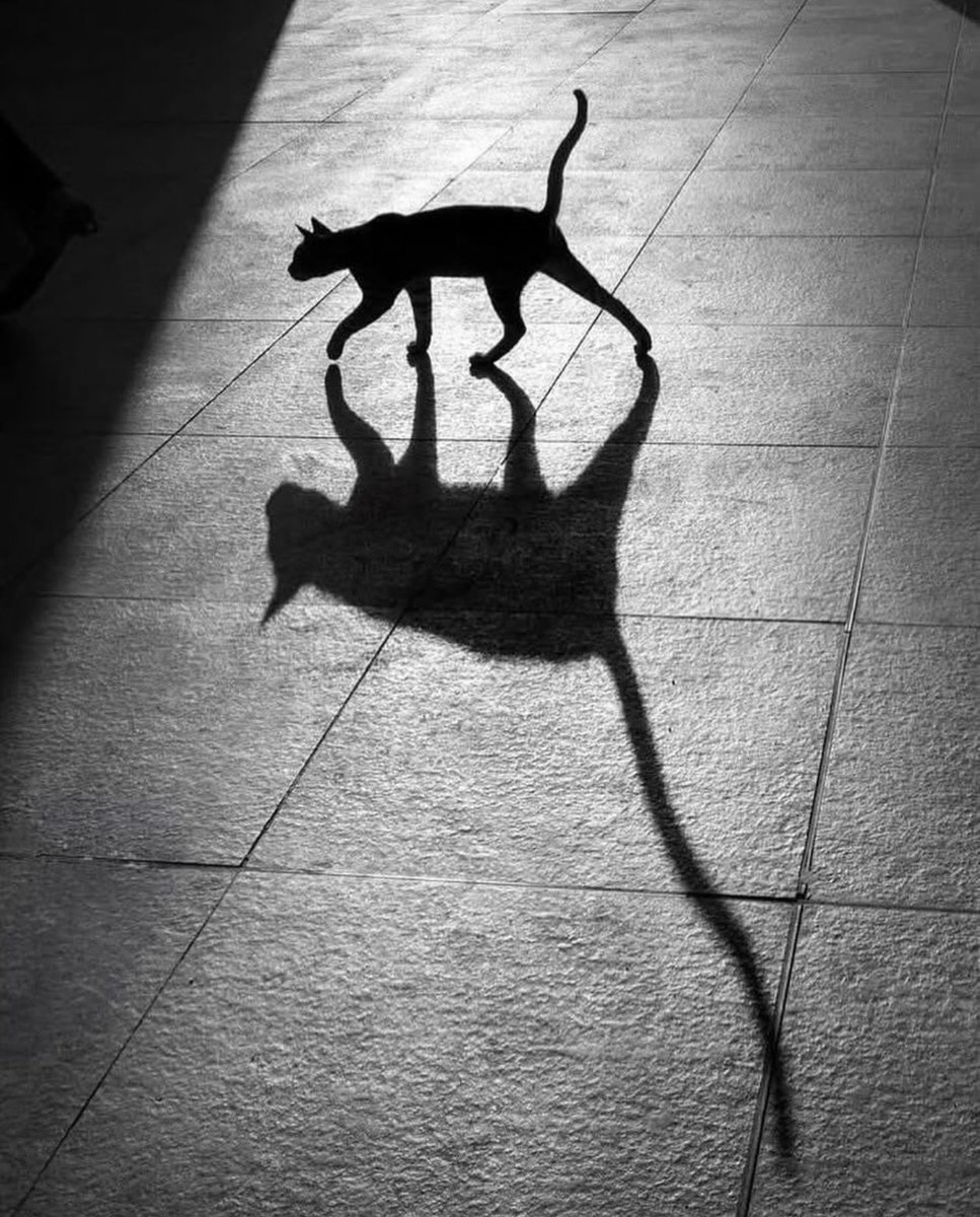 tmszhjh88's tweet photo. The cat's shadow is also very free https://t.co/wd1bm75zA9