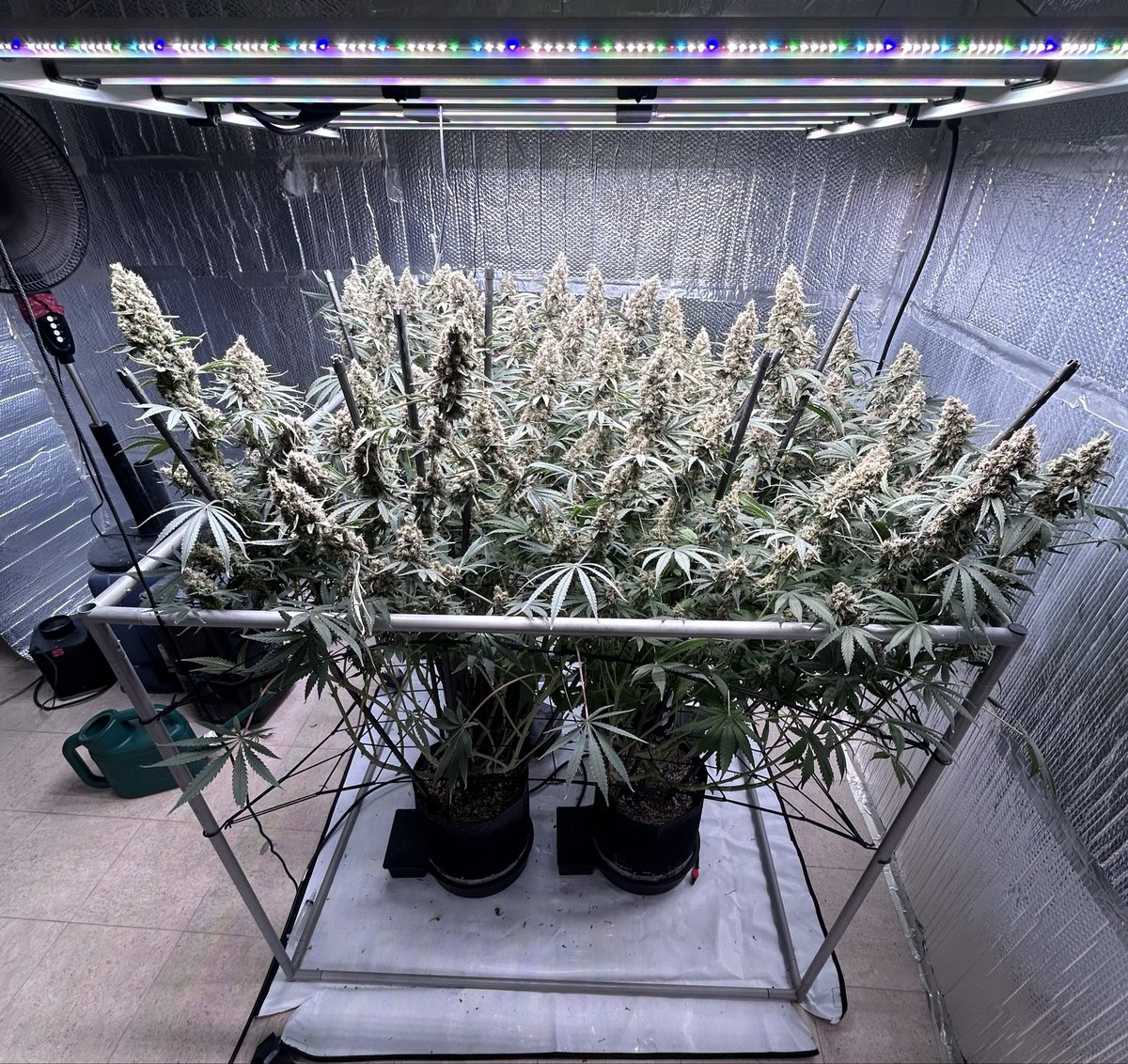 thecannalife420's tweet photo. Triple Cheese 🧀 🧀 🧀 | Day 67 🌱
4 plants. Autopots. 77°F / 45% RH.
Plain water now. Still drinking hard and amber is just beginning to show.
If this was your canopy, how many more days are you giving her? 🧀🦨👇
#growyourown #cannabisculture #cannabisgrow #barneysfarm #420friendly #420community #autopot #frontrowag #homegrow #indoorplants #firesiblings
