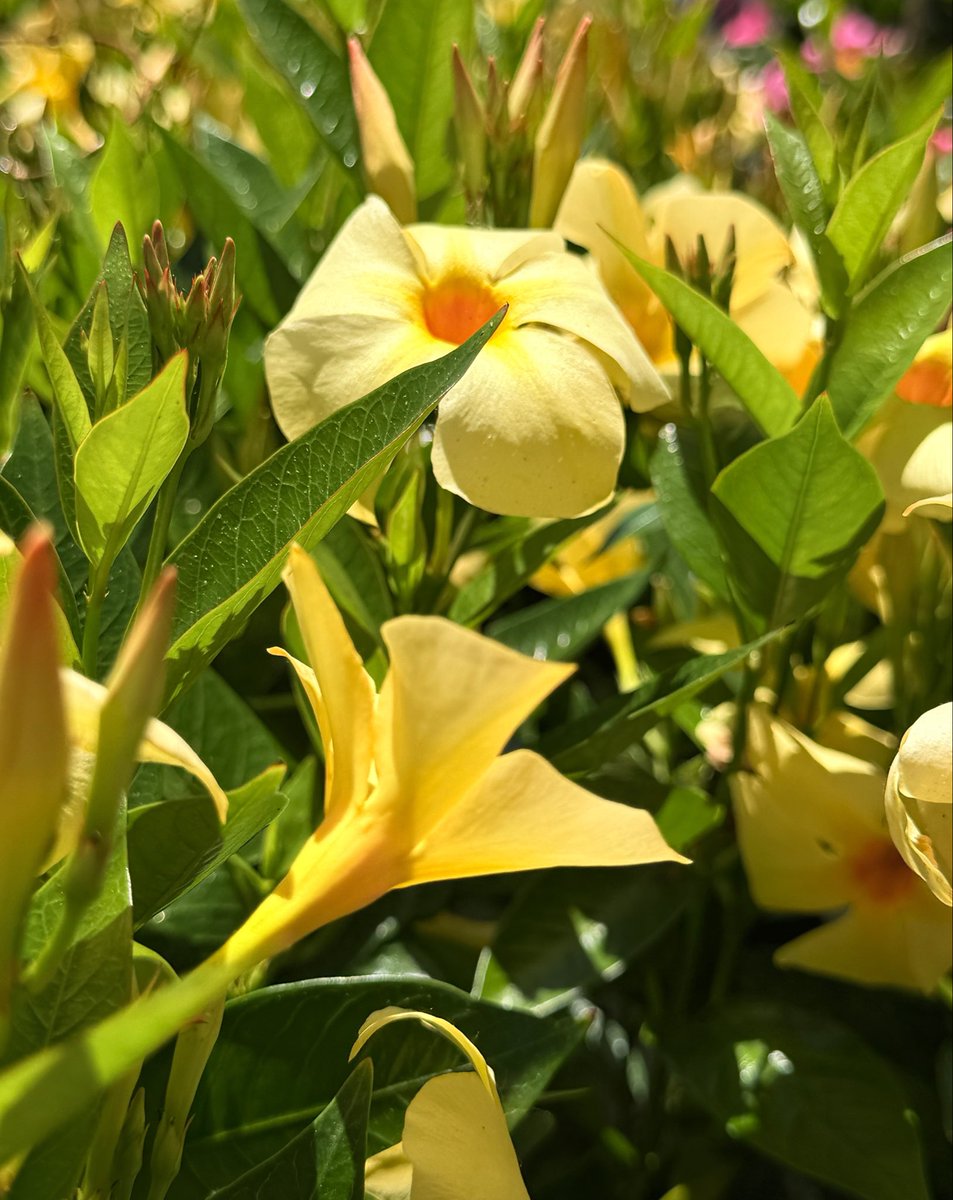 DAnnesEyes's tweet photo. #SundayYellow #Photography #Nature #WalkAboutIt  #Flowers 
Here’s your Sunday Yellow in advance  💛✌🏻💛 https://t.co/E3xKZUawMR