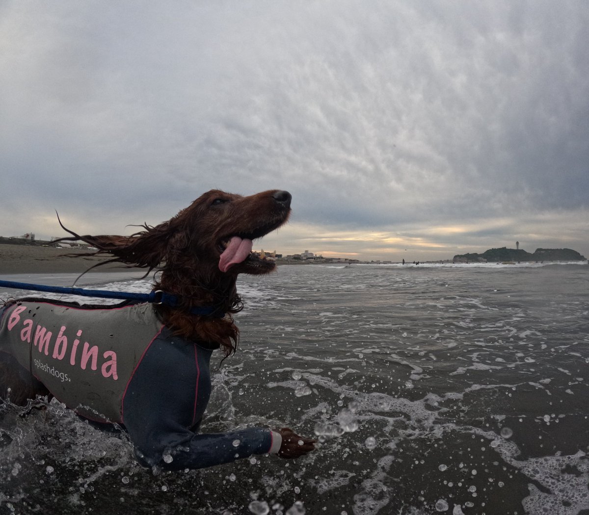 Surfing_Dog's tweet photo. 2026.5.31
ハッピー海遊び♪
#goprodog #hero13black
#goprojp
#goproのある生活
#wavestorm #stormblade
#bambina #アイリッシュセター #irishsetter 
#サーフドッグ #サーフィン犬
#サーファー犬 #ドッグサーフィン
#波乗り犬 https://t.co/OxaVcZYvgd