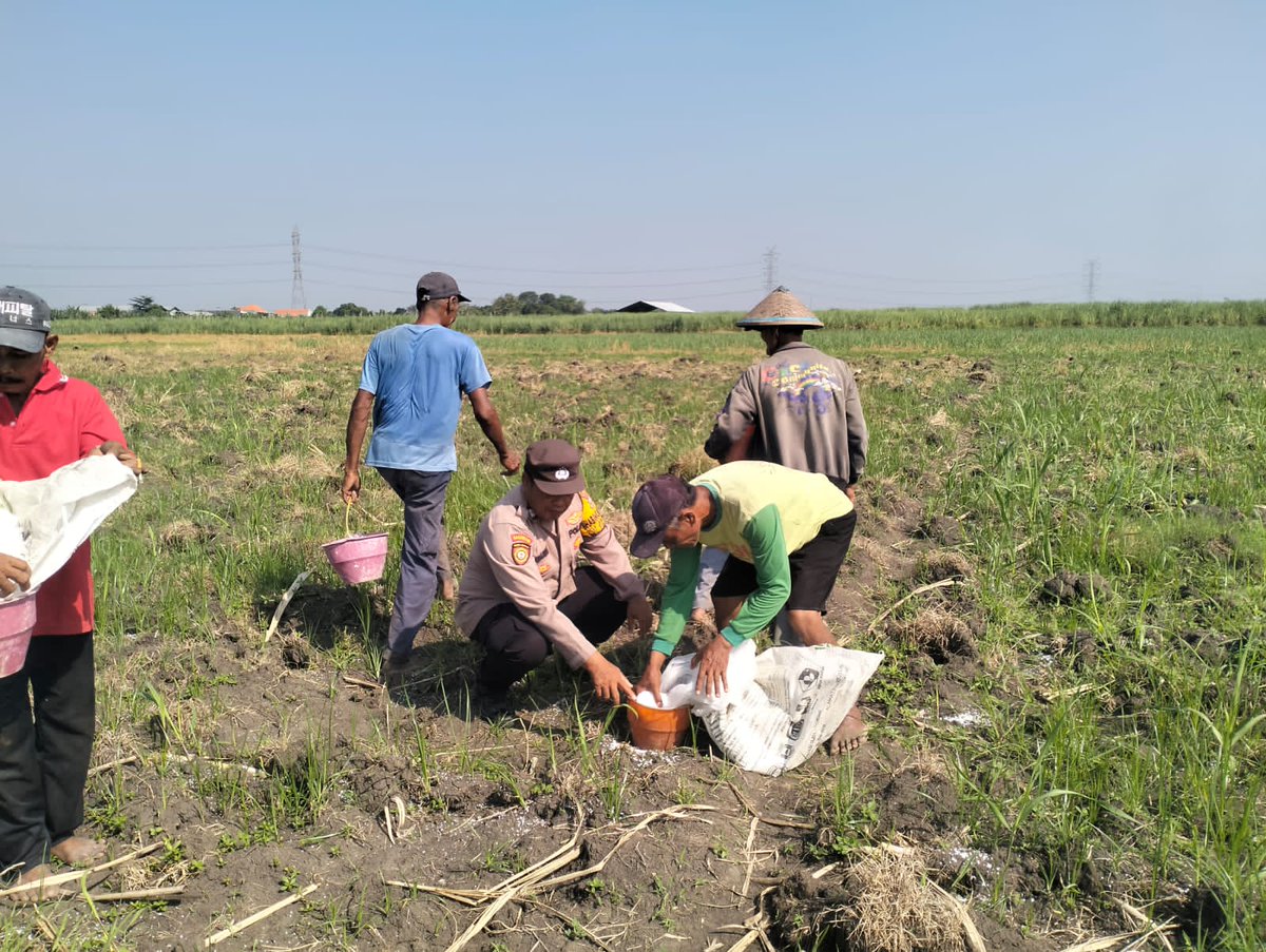 HumasBuduran's tweet photo. Polsek Tulangan Polresta Sidoarjo Monitoring Perkebunan Tebu dan Dorong Swasembada Pangan di Desa Kajeksan
mengintensifkan dukungan terhadap program ketahanan pangan nasional.   
#swasembadapangan
#swasembadajagung
#polrestasidoarjo
#polisicintapetani
#kombespolchristiantobing https://t.co/h0kLfLXvVR
