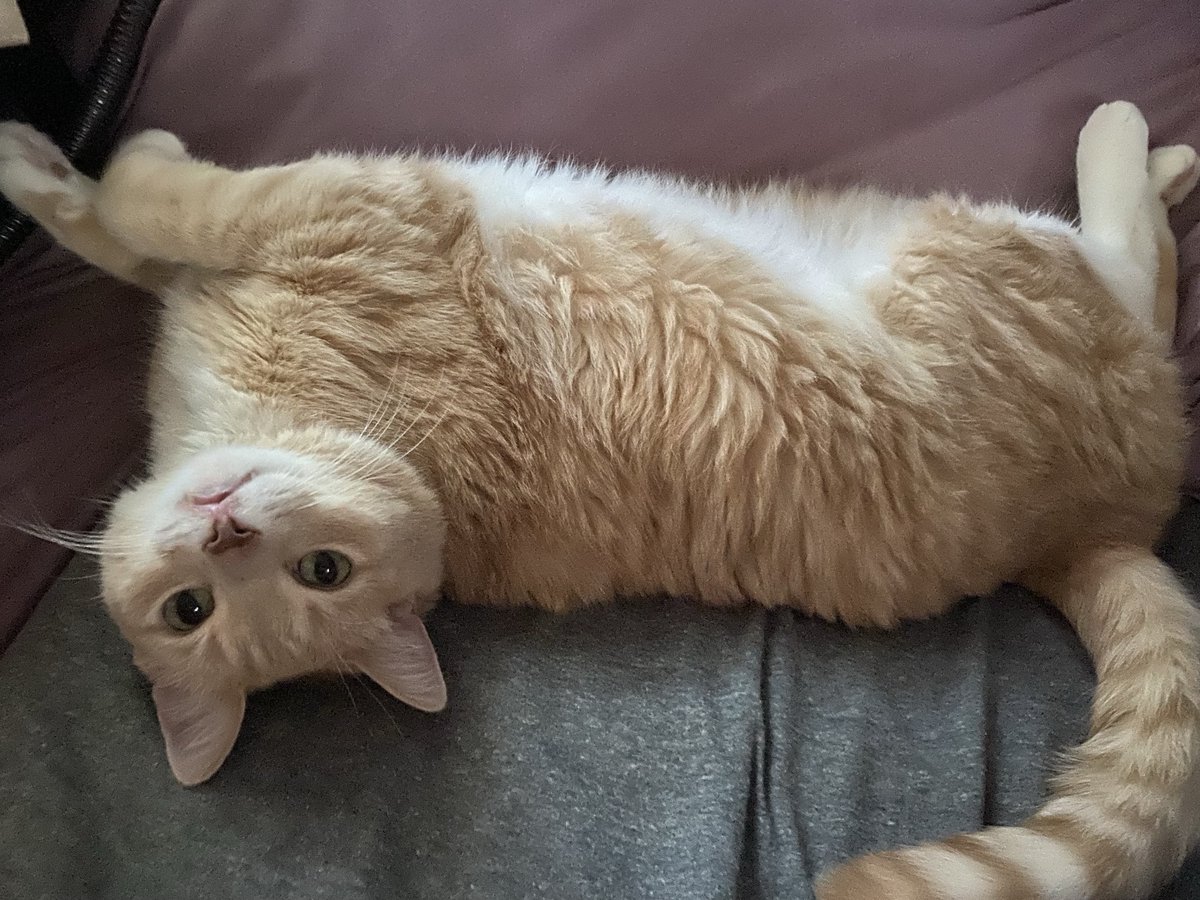Bitty Kutt 🐈 Kit Kat 🌈 tweet media