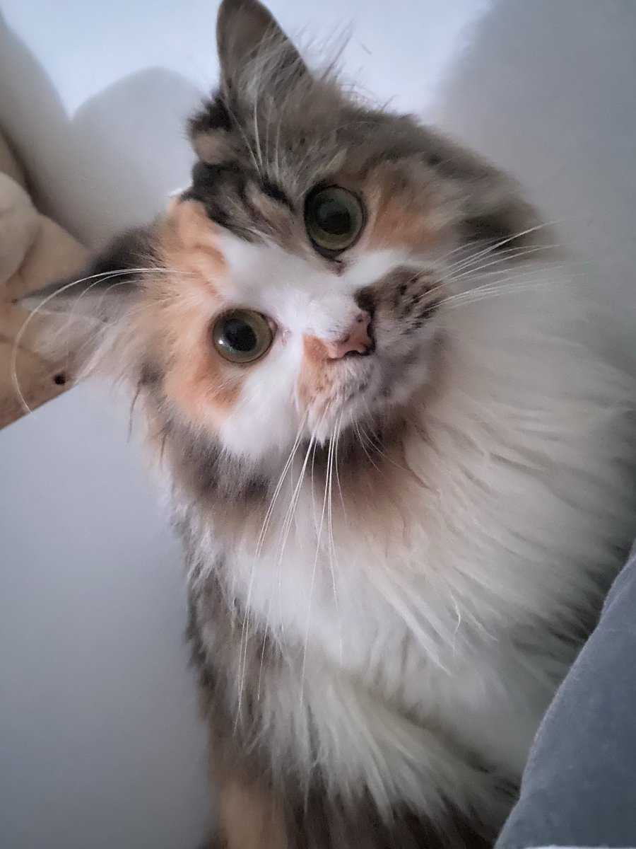 srykhrz's tweet photo. Setiap hari Lily ada disebelah bantal nungguin aku bangun trs bilang "mamam" 😭💗 https://t.co/kj79wehltM